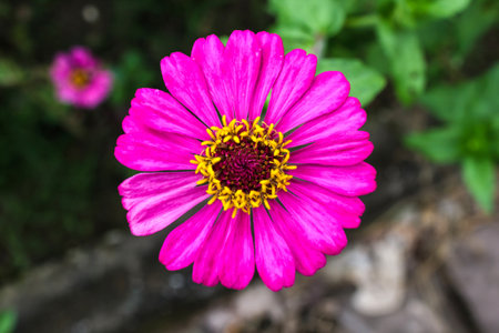 Pink zinnia flower/ close upの写真素材