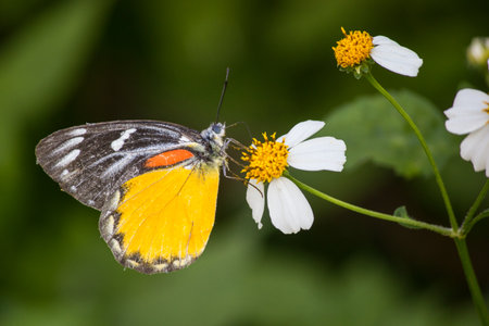 Butterfly on white daisy flower / Natural photography