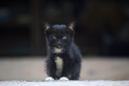 Cute kitten standing aloneの写真素材