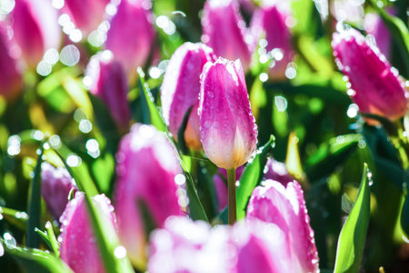 Closeup beautiful tulip in the gardenの写真素材