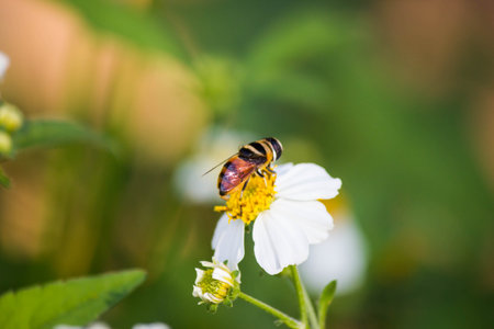 Close up cute flower flies on a Daisy flower / Hoverfly (Syrphidae) searching for nectarの写真素材