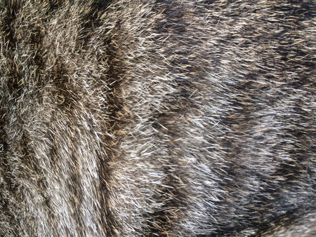 Cat fur pattern textured.