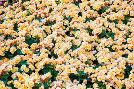 Beautiful yellow flower backgroundの写真素材