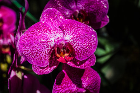 Close up beautiful purple orchid flower in the garden