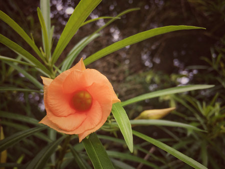 Orange flower