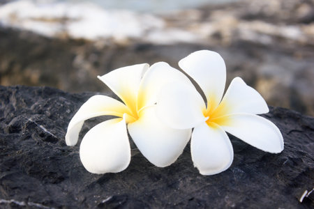 Frangipani or plumeria flowerの写真素材