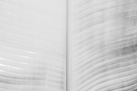 Close up white banana leaves pattern texture. Abstract nature background.の写真素材