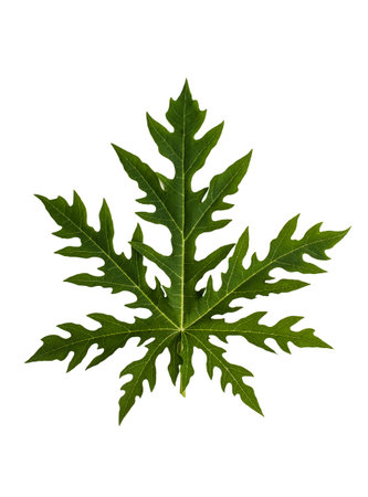 Close up papaya leaves isolated on white. Clipping pathの写真素材