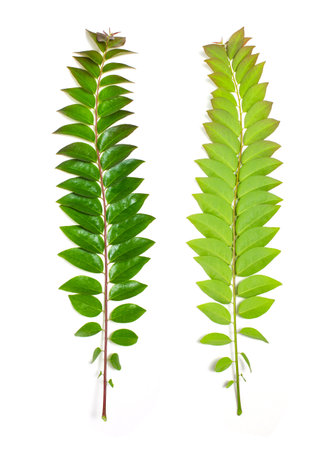 Front and back green star gooseberry leafs isolated on white background. Tropical leafs of fruit in Thailand.の写真素材