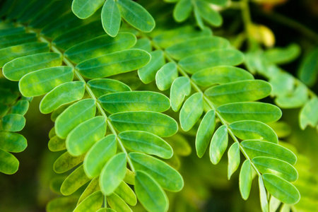Close up green tamarind leaves pattern texture background. Beautiful tropical leaf.の写真素材