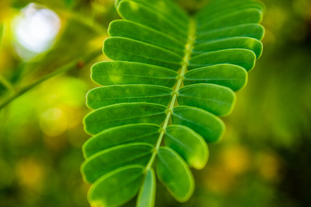 Close up green tamarind leaves pattern texture background. Beautiful tropical leaf.