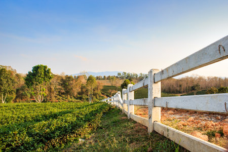 The concrete fence in tea plantation on beautiful sky background with copy space.の写真素材
