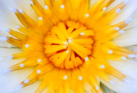 Close up lotus flower background texture.の写真素材