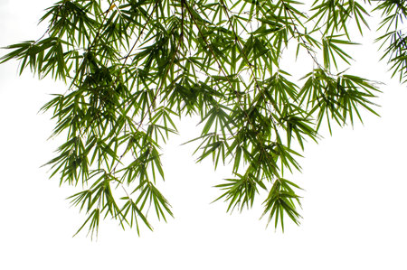 Close up bamboo leaves on white background. Bamboo leaves have many benefits.の写真素材