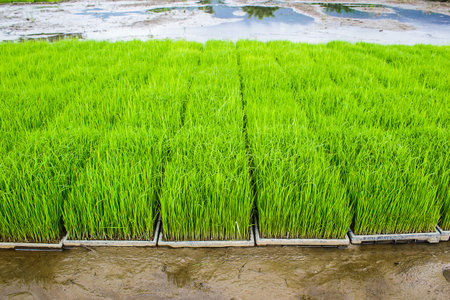 Close up new rice paddy field in north of Thailand. Beautiful green rice field. Rice is preparing for planting.の写真素材