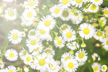 Beautiful white flower in the garden. Field of flowers and beautiful light.