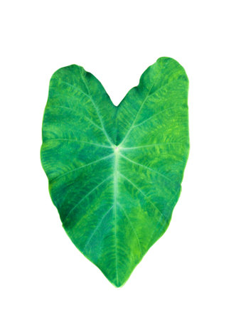 Elephant Ear, Large Tropical leaf, Tara Plant, isolated on white background. Clipping path. Jangle plant.の写真素材