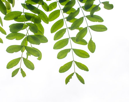 Green leafs pattern on surfaces.の写真素材