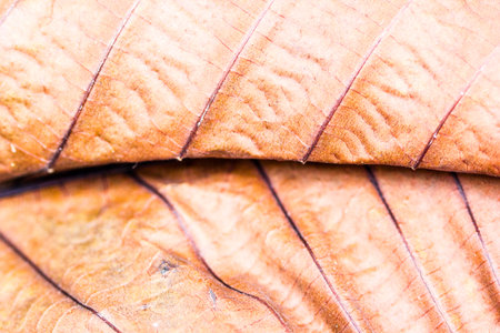 Dry leafs pattern texture surface. Abstract nature background.