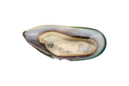 New Zealand Mussel isolated on white background. Clipping path. Mussel ready to cook.