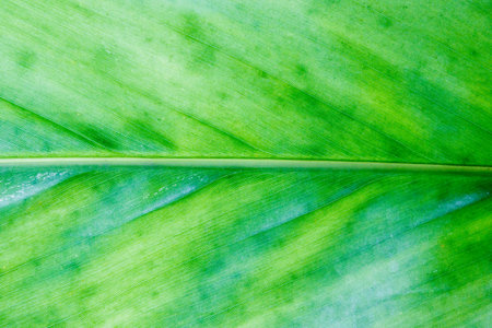 Close up green leaf pattern texture. Abstract Leaves background.の写真素材
