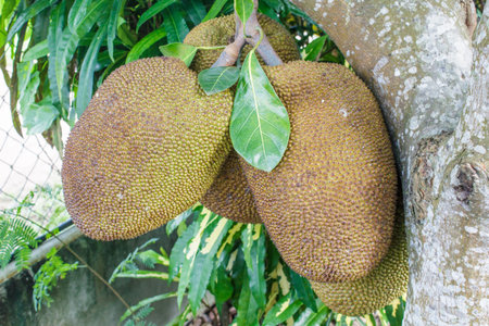 Close up big jackfruit on tree.
