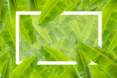 Banana leaves pattern background with white frame for text.の写真素材