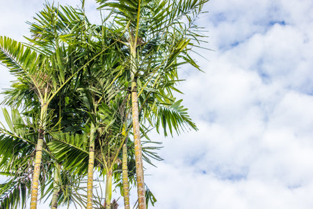 Palm tree and cloud sky background with copy space.の写真素材