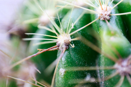 Close up cactus background.の写真素材