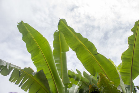 Banana leaves and tree with sky background.の写真素材