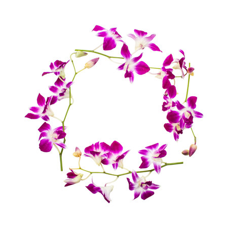 Round frame of orchid flower isolated on white background with clipping path. Purpler flower buds,  From top viewの写真素材