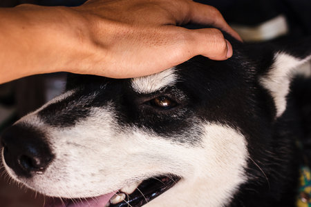 Hand caressing Siberian Husky dog's head. The Siberian Husky is a medium size working dog breed that originated in north-eastern Siberia, Russia. Siberian Husky is funny dog.の写真素材