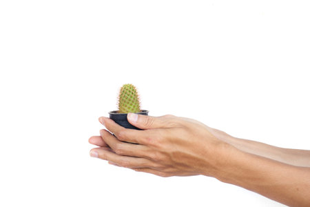 Hand holding green cactus isolated on white background. の写真素材