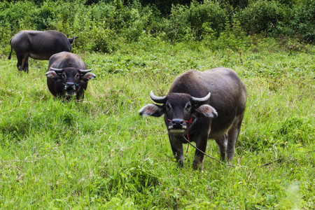 Thai buffalo on grass field and looking camera.  Thai countryside with buffalo in the grass field....