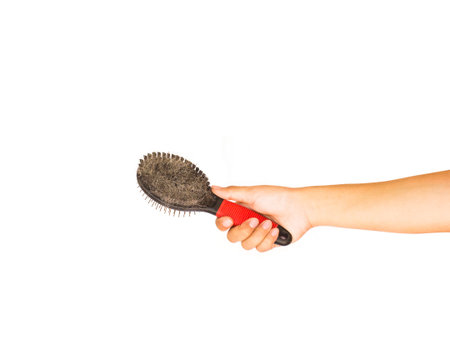 Hand holding comb or Slicker brushes for pet grooming with pet hair isolated on white background. の写真素材