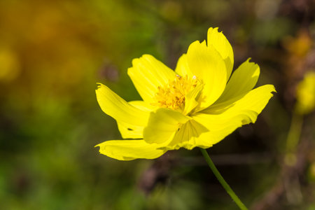 Close up yellow cosmos flower background in garden from low angle view with light and copy space.の写真素材