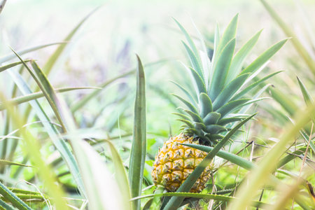 Close-up ripe pineapple fruit in plantation. Tropical pineapple fruit with beautiful light.の写真素材