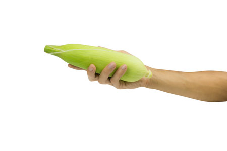 A   holding fresh sweet corn cobs with leaves isolated on  background.   include.の写真素材