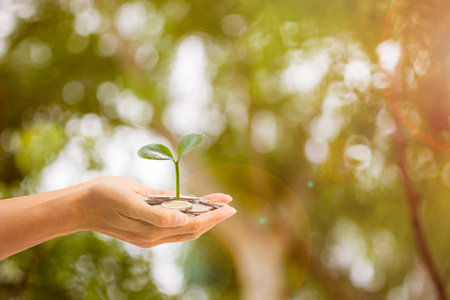 Business and finance concept. A man hand holding plant growing on stack of coins with green nature as background.の写真素材