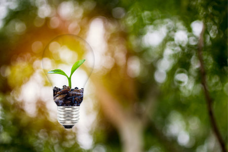 Concepts about the environment and the growth of natural trees. Small plat or sprout growing in...