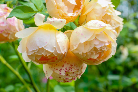 English yellow rose Wollerton Old Hall - shrub rose bred by David Austinの写真素材