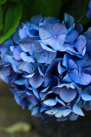 Top-view of blue panicle hydrangea (hortensia) in the leaves shadowの写真素材