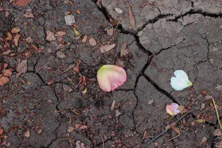 Close-up of cracked ground in the garden. Lack of water in agriculture. Problem of drought, aridity and severe water shortage in farming. Global warming and climate change concept.の写真素材