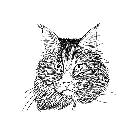 Hand drawn portrait of maine coon cat in sketch style.のイラスト素材
