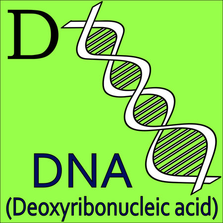 D letter. Object capital alphabet. Colorful font DNA. Uppercase. Vector illustration. Worksheet, Exercises for kids, Coloring book. Illustration of alphabet letters with beautiful clip artsのイラスト素材