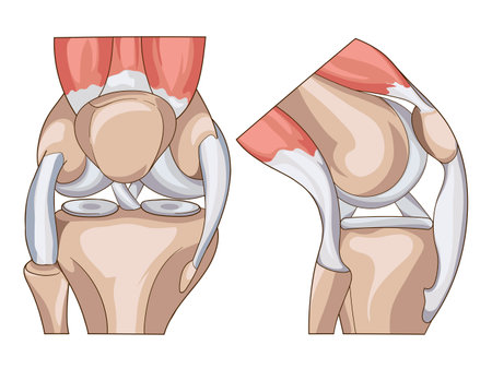 Anatomy. Knee Joint Cross Section Showing the major parts which made the knee joint For Basic Medical Education Also for clinicsのイラスト素材