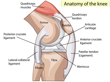 Anatomy. Knee Joint Cross Section Showing the major parts which made the knee joint For Basic Medical Education Also for clinicsのイラスト素材