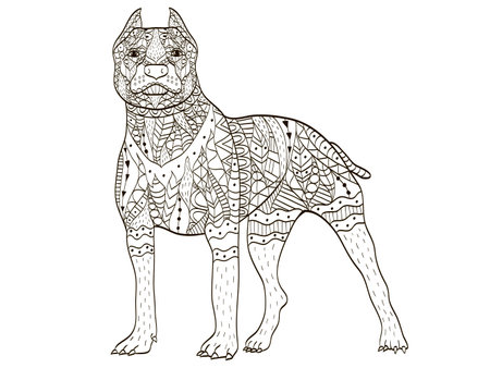 American Pit Bull Terrier Coloring book vector for adultsのイラスト素材