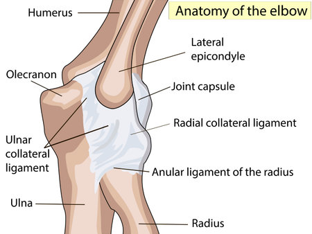 Anatomical design. posterior and radial collateral ligament of the elbow joint. Showing the main parts that made the elbow joint for basic medical education Also for clinicsのイラスト素材