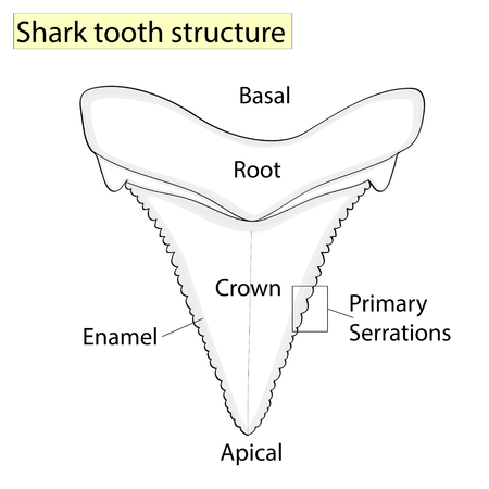 Archaeology, Ichthyology, structure tooth shark isolated on a white background. Dental, medicine and fish, anatomical design.のイラスト素材